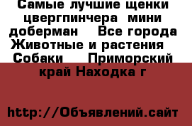 Самые лучшие щенки цвергпинчера (мини доберман) - Все города Животные и растения » Собаки   . Приморский край,Находка г.